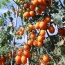 Cà chua cherry vàng sản phẩm hữu cơ an toàn